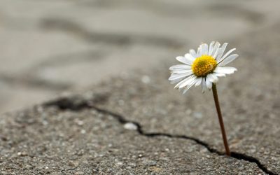 Forging Resiliency in Challenging Times